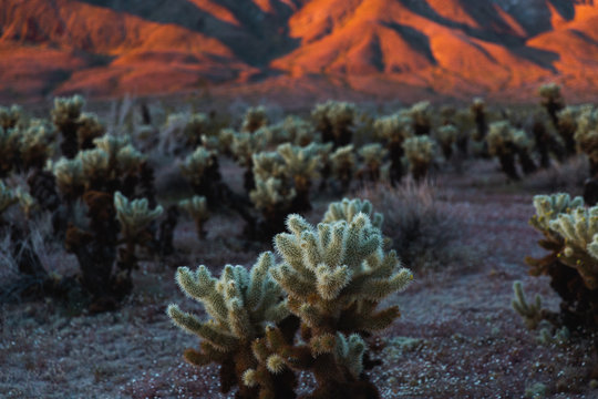 cholla cactus in the desert