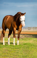 Fototapeta premium Bald Face Stallion