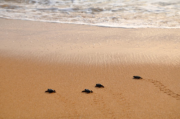Fototapeta na wymiar The newborn turtle goes to the Ocean