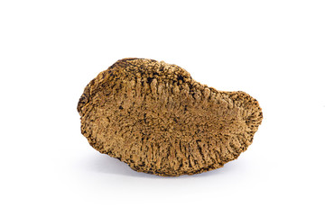 Brazilian nut, known as "Castanha do Pará", Brazil nut, Toquei or Tururi. Grown in Acre, Rondonia and Bolivia. Image on isolated white background.