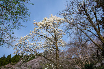 樹木公園にハクモクレンが咲き始める