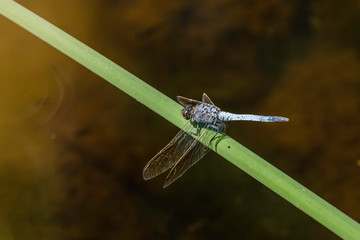 Blue Skimmer Dragonfly resting