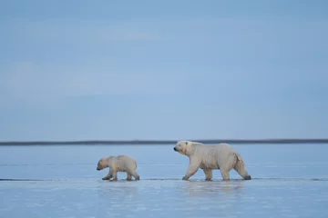 Fototapeten Alaska white polar bear from Arctic © porbital