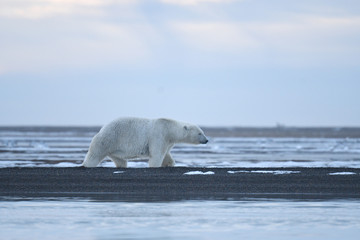 Naklejka na ściany i meble Alaska white polar bear from Arctic