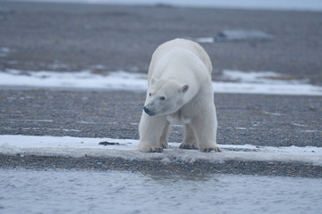 Naklejka na ściany i meble Alaska white polar bear from Arctic