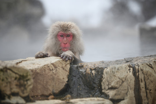 Snow Monkey At Nagano, Japan