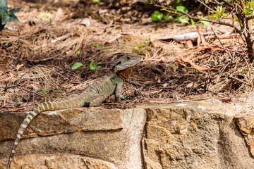 Gippsland Water Dragon male on a rock wall