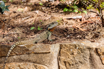 Gippsland Water Dragon male on a rock wall