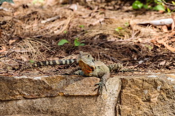 Gippsland Water Dragon male on a rock wall