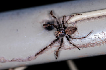 Orb-weaver Spider preparing to make a web