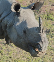 a male indian rhino or greater one-horned rhinoceros (rhinoceros unicornis) in unesco world heritage site, kaziranga national park in assam, india. this endangered species is found in terai region