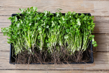 Cilantro or coriander herb freshly harvested with muddy roots