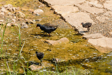 Purple Swamphen and chicks looking for food