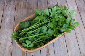 Celery stems and leaves fresh from garden in wooden trug