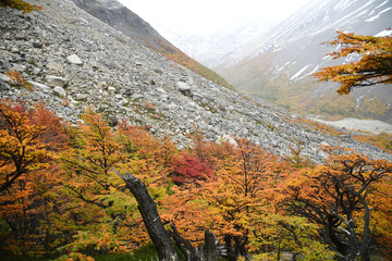 Autumn color in Torres del Paine National Park, Chile