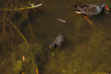 Purple Swamphen and chicks looking for food