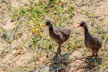 Purple Swamphen chicks looking for food