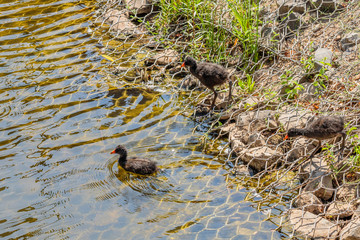 Purple Swamphen chicks looking for food