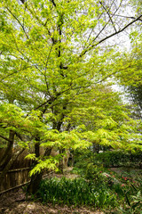 Obraz premium 木々