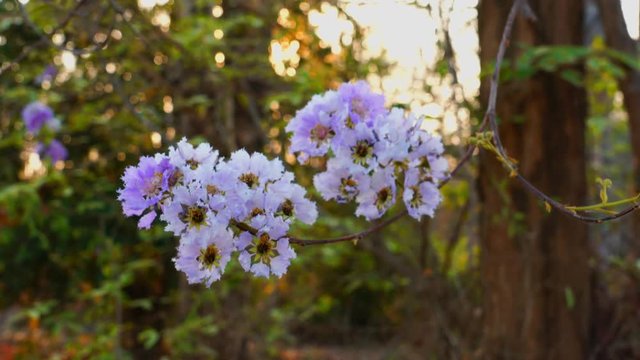 View a bouquet of Lagerstroemia speciosa Lagerstroemia macrocarpa Flowers against the sunset light and moving by the wind.