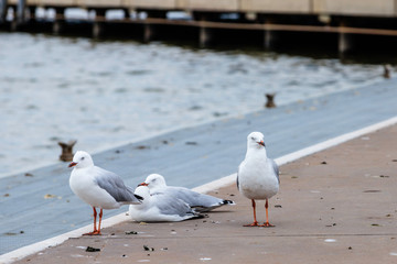 Fototapeta premium Silver Gulls beside Lake Burley Griffin