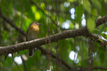 Female Hill Blue Flycatcher (Cyornis banyumas) perching on a branch in urban park during migration season.