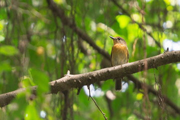 Female Hill Blue Flycatcher (Cyornis banyumas) perching on a branch in urban park during migration season.