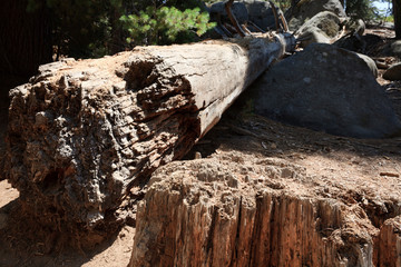 California / USA - August 23, 2015: A broken trunk detail of a giant sequoia tree in the Sequoia National Park, California, USA