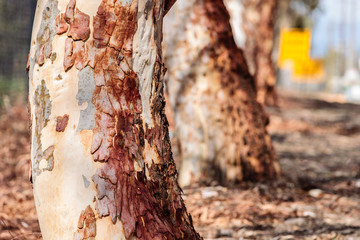 A row of eucalyptus trunks © Jon Steinbeck
