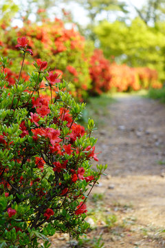 Rhododendron Kaempferi" Images  Browse 1,546 Stock Photos, Vectors, and  Video | Adobe Stock