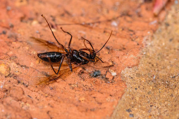 Winged female ant on brickwork