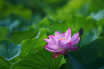 Obraz premium ハス