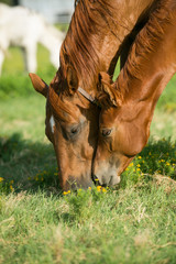 Naklejka na ściany i meble Quarter Horse Foals