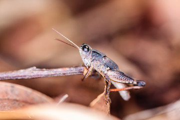 Wingless Grasshopper in the leaflitter