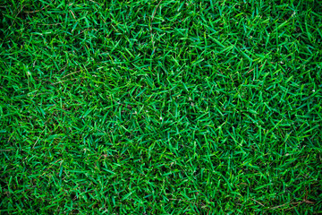 Abstract green grass botsnical background top view green grass