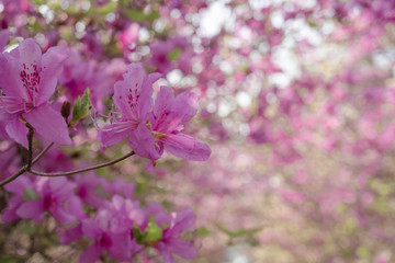 画面いっぱいピンクのツツジ／Rhododendron dilatatum
