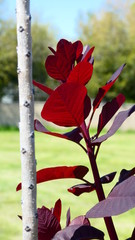 New tree with red leaves