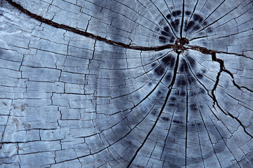Cracked wood texture. Old wood texture. Wood texture background.