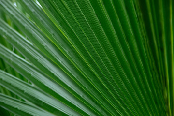 Close photo of palm leaves. Green  palm leaves for background. Wild nature.