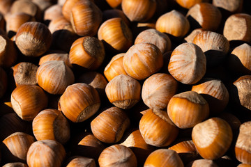 Hazelnut. Fresh organic filbert on white background. Nut macro. Bright sunlight gives sharp shadows