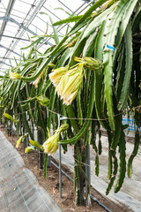 ドラゴンフルーツの花