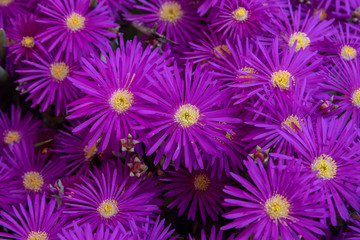 Cluster of hot magenta Ice Flowers