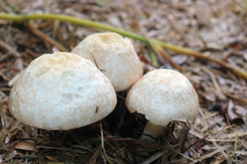 Field Mushrooms Growing in a Garden Group of Three