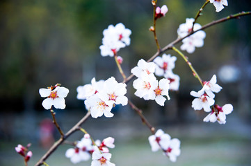 cherry blossom in spring