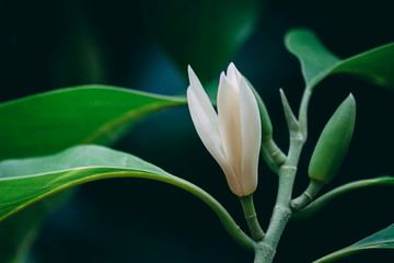 White Champaka flowers on the black background. Vintage flowers tone.