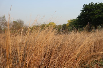 Obraz premium Dry meadow in summer