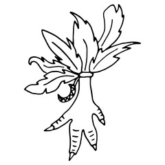 Illustration of a chicken paw with feathers. Amulet with feathers to protect property from enemies.