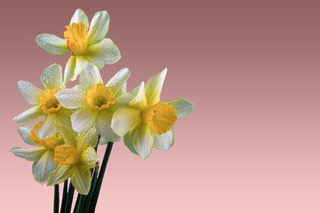 a bouquet of daffodils on a pink gradient isolated background