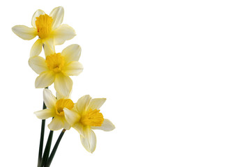 Fototapeta premium a bouquet of daffodils on a white isolated background