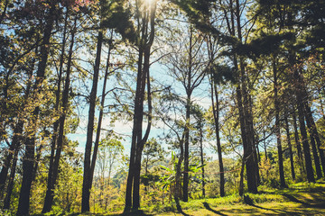 nature forest and sun bright with blue sky background